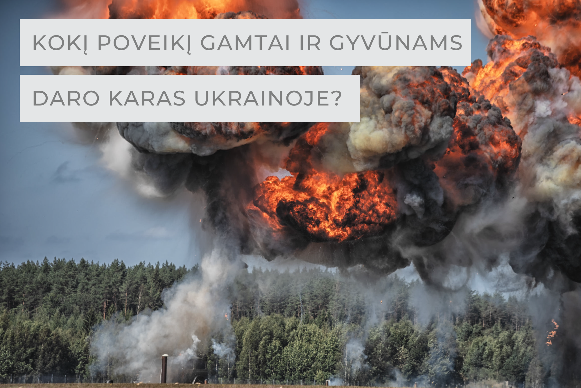 KOKĮ POVEIKĮ GAMTAI IR GYVŪNAMS DARO KARAS UKRAINOJE?