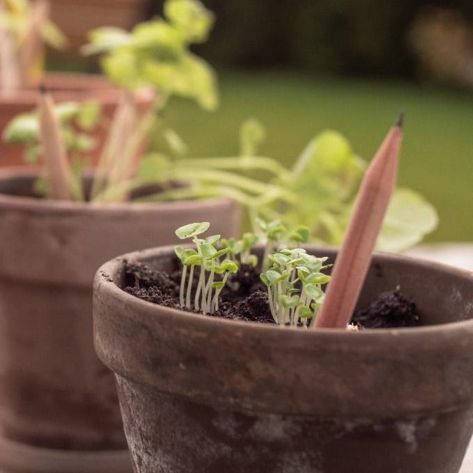 Sprout augantis pieštukas