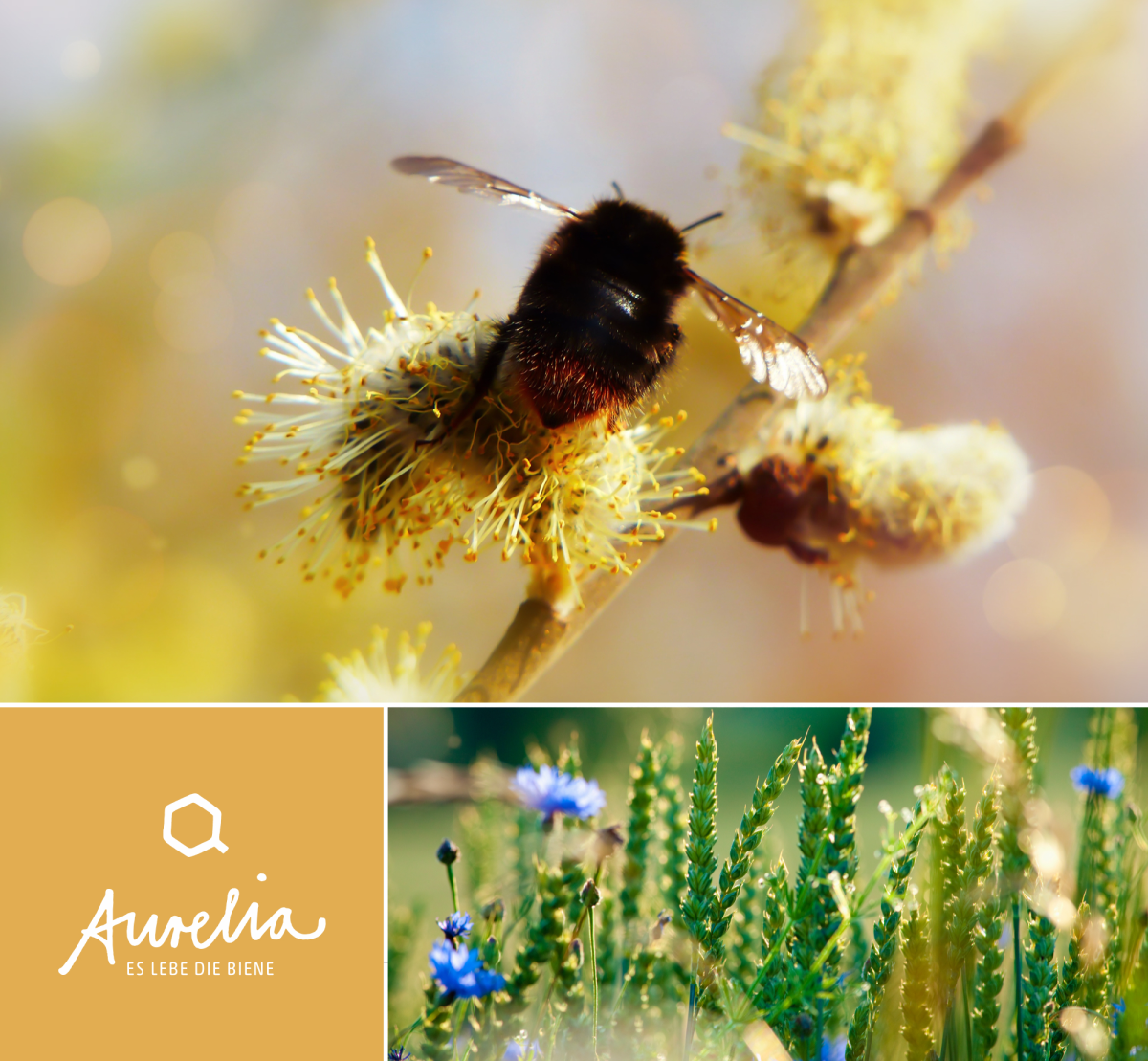 Sauso šampūno milteliai ELIAH SAHIL Amla 100g